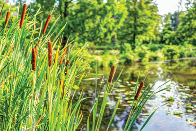 cattails by a pong